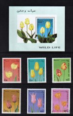 Tulipány Afganistan 1997