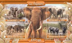 Africké slony - Mali 2020