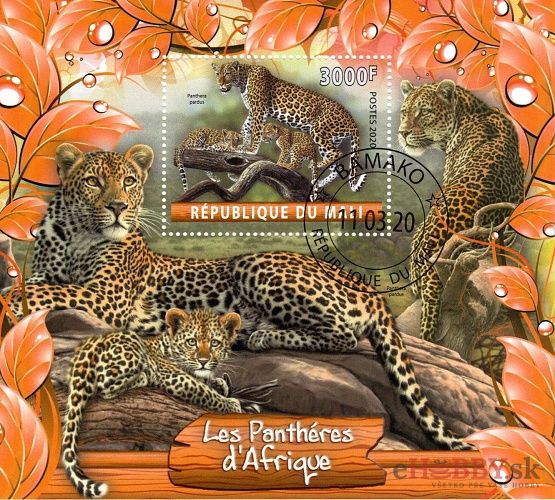 Leopardy Afriky - Mali 2020