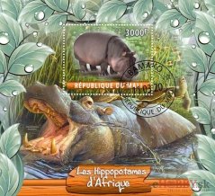 Africké hrochy - Mali 2020