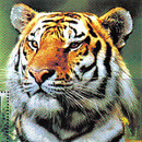 Fauna - STAMPS - Poštové známky