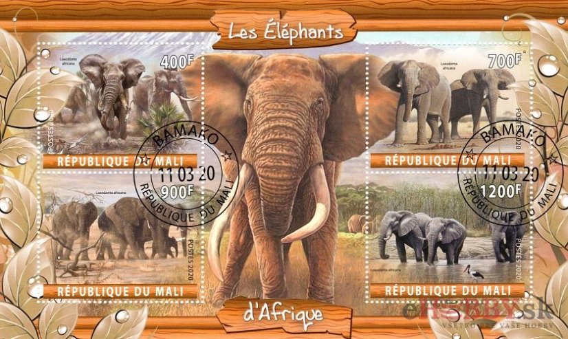 Africké slony - Mali 2020