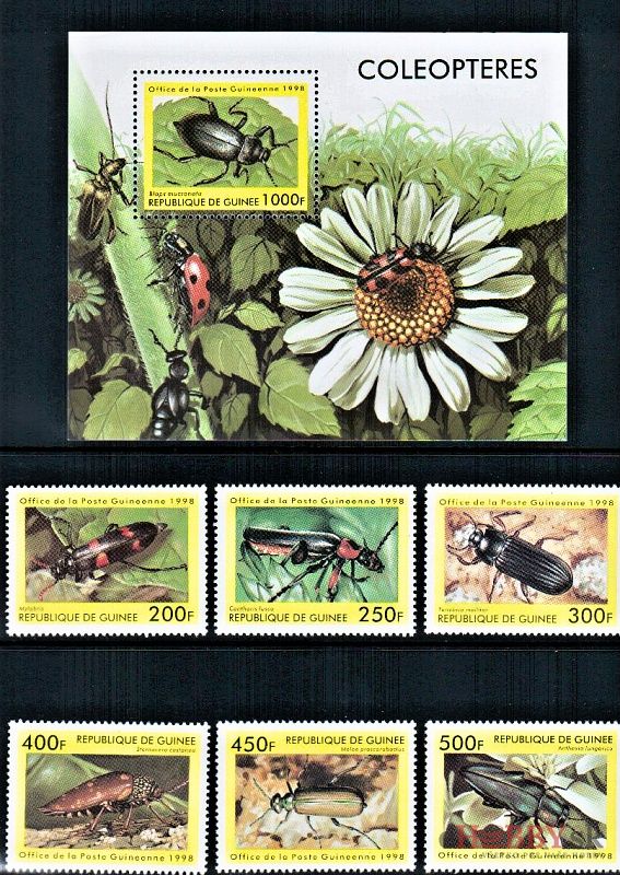 Chrobáky Guinea 1998