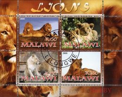 Lev - Malawi 2008