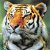 Fauna
