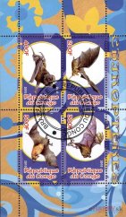 Netopiere - Kongo 2010